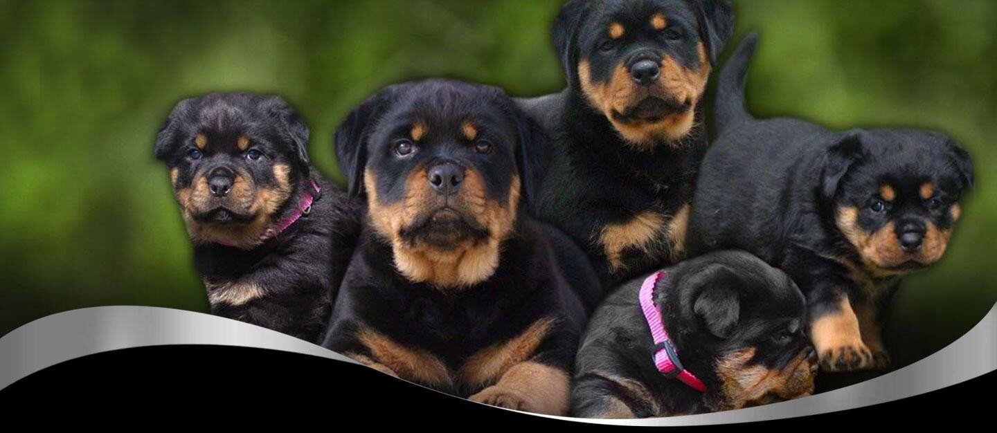 Slide/Banner de Destaques